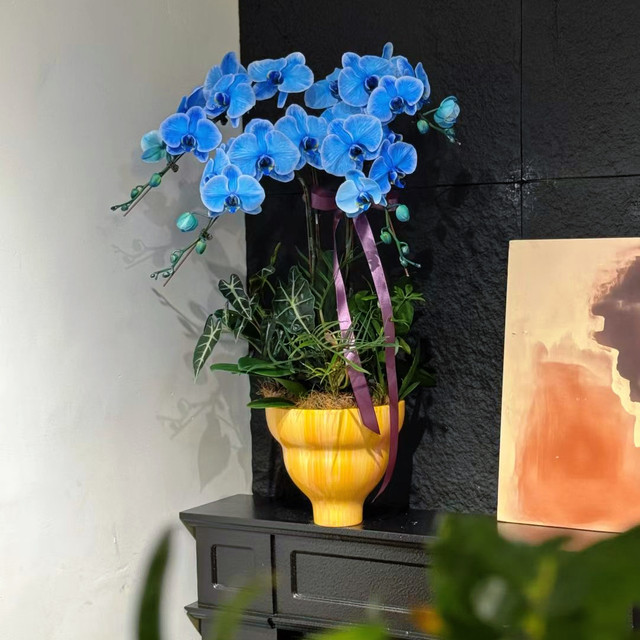 Simple flowerpot Cymbidium orchid Phalaenopsis Large diameter high-end flower pot plant potted tall bonsai Internet celebrity flower pot