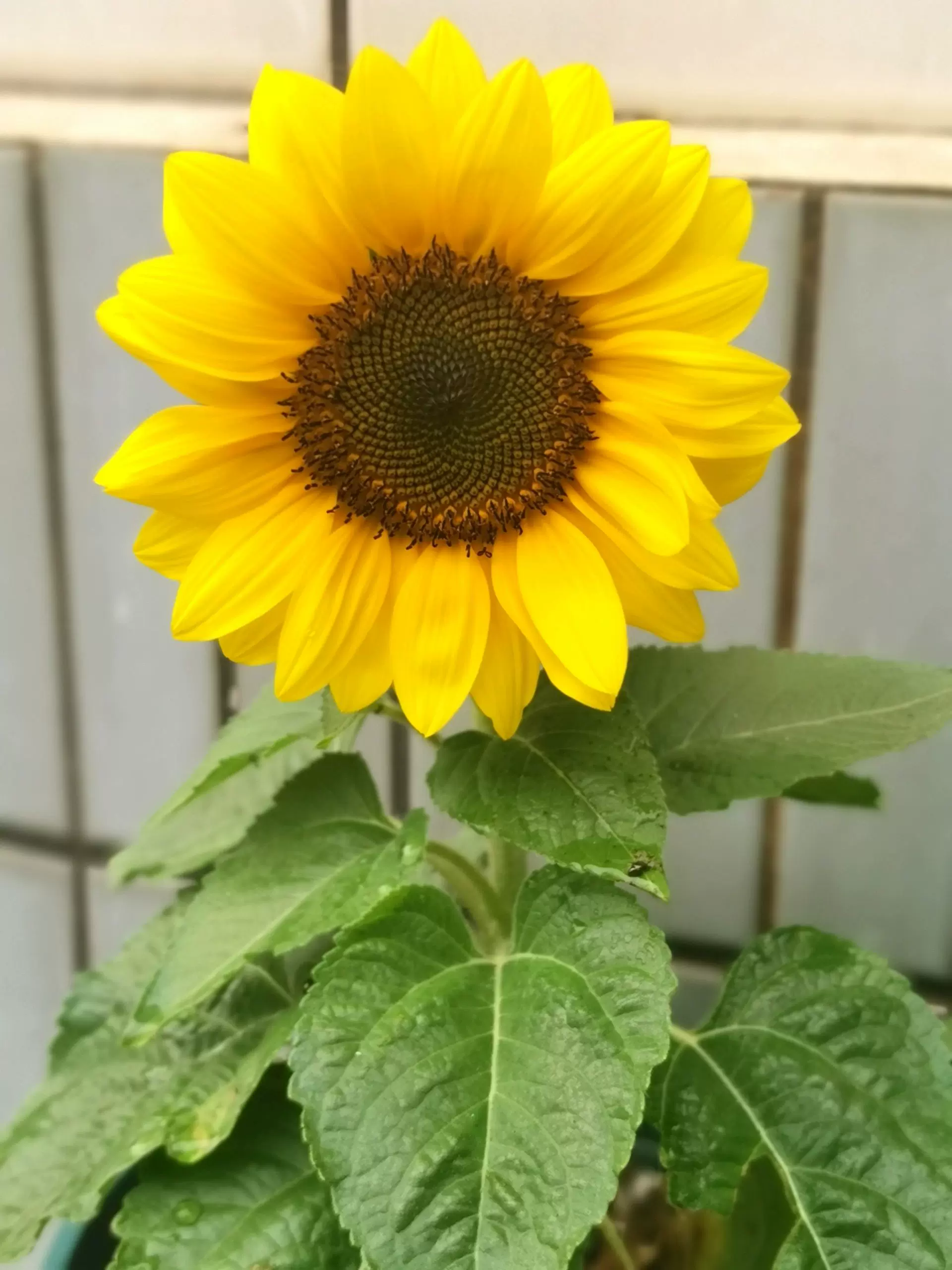 向日葵种子四季播种易活室内外阳台观赏食用矮秆迷你盆栽花种籽子