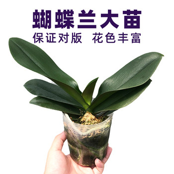 Without Phalaenopsis Orchid Seedling Base Guaranteed Verification