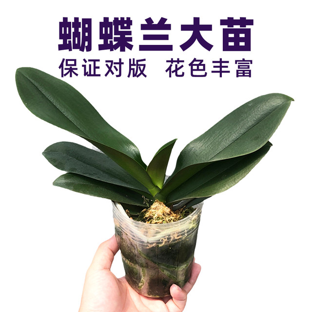 The big seedling butterfly orchid seedling base is self-produced to ensure that the designs and colors are complete and new varieties are continuously updated.