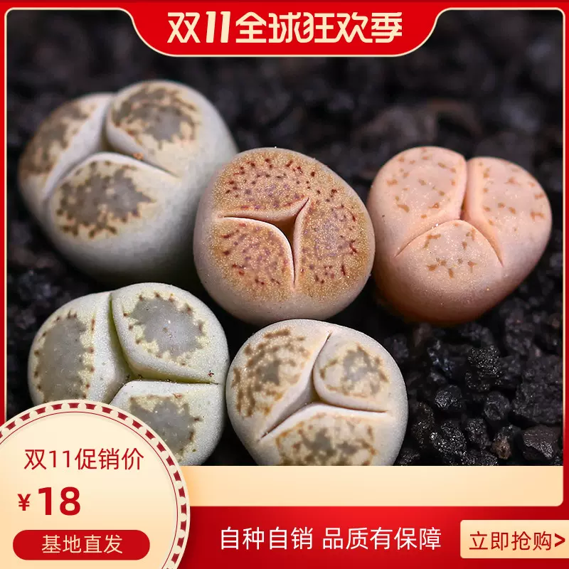 奔驰生石花三瓣石生花变异多肉植物盆栽花卉多肉屁屁股花