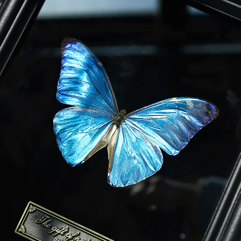 青い蝶標本アート - 額装された昆虫標本