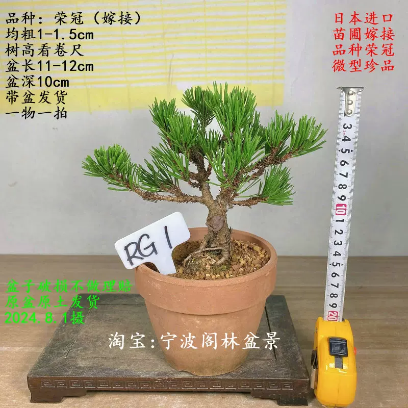 宜興 紫砂鉢 多肉菖蒲盆栽 長方鉢 大盆栽 小盆栽 宜興 紫砂鉢 多肉菖蒲盆栽 長方鉢 大盆栽 小盆栽