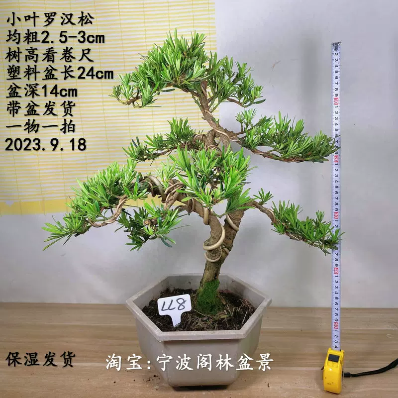 实生小叶罗汉松盆景树桩小盆栽植物迎客松室内办公桌绿植一物一拍-Taobao