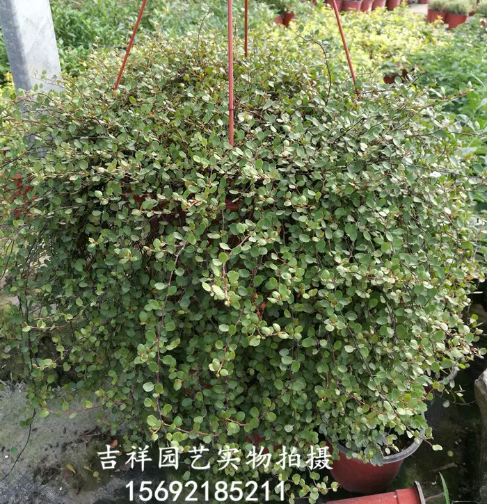 庭院室內綠色植物盆栽千葉蘭盆栽千葉吊蘭吸甲醛淨化空氣包郵