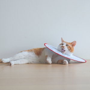 
Extra large and light pet cat Elizabeth collar dog soft headgear anti-licking ringworm scratch bite sterilization waterproof deepening