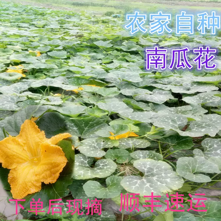 19浙江特產新鮮南瓜花農家自種時令野菜現摘現發