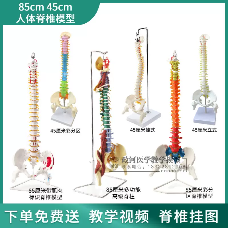 人体模型脊柱-