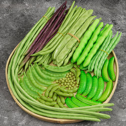 Simulated Long Beans, Fake Green Beans Model, Edamame, Green Peas, Vegetable Oil Beans, Cowpeas, Flat Decorative Peas