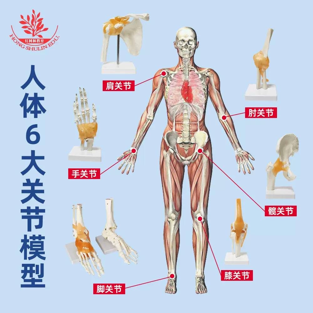 人体整体パネル！ （人体模型 骨 整体 接骨院 医療用 （人体解剖