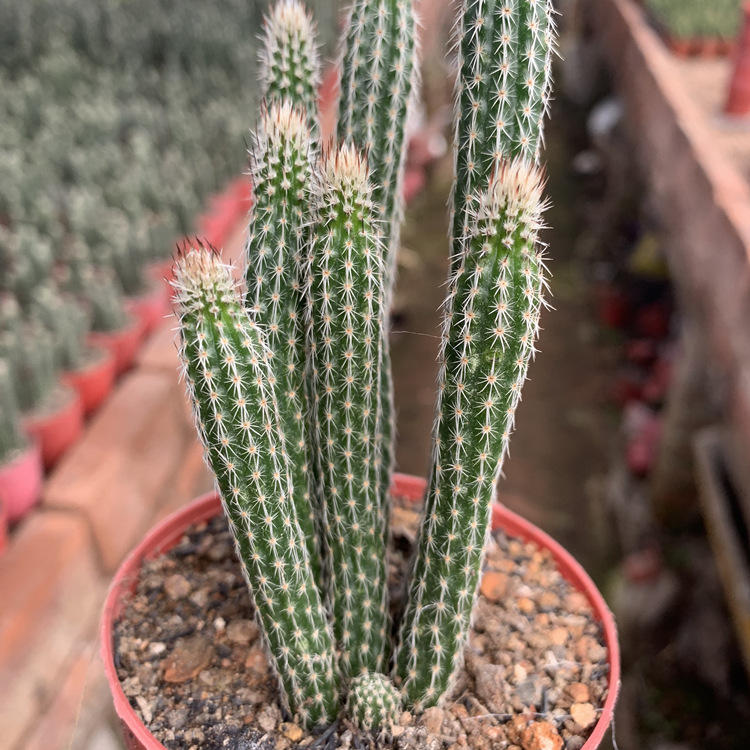 银纽仙人掌 鹿角柱属 红花白花 多肉植物 防辐射好养易开花仙人柱 淘宝网 