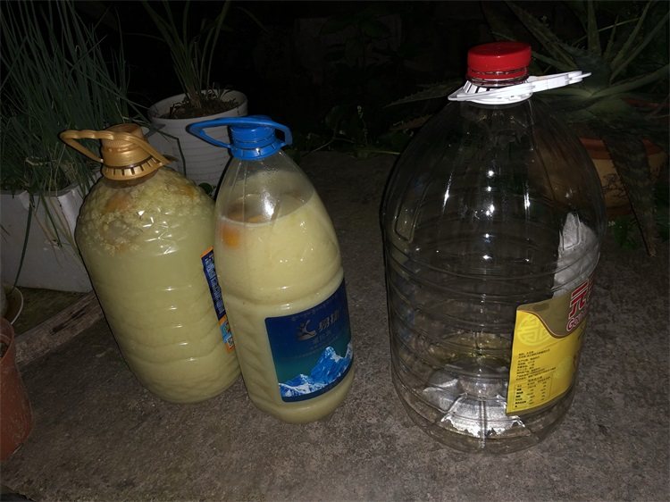 过期的"牛奶",发酵发酵,是月季的好料 - 美优享 - 美丽优品分享好站