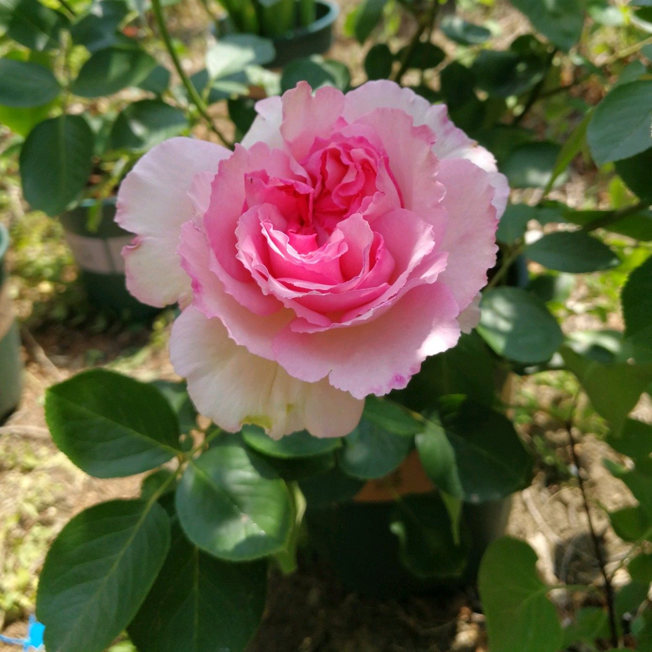 花增多盆栽植物复合微生物专用型有机肥料家庭养月季花用的营养液