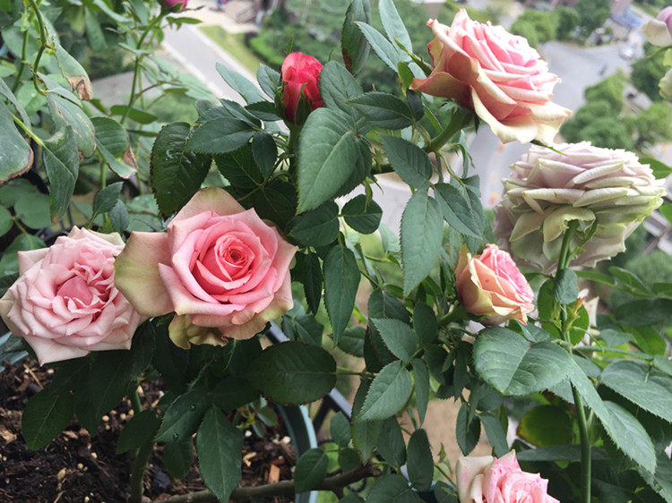 一年四季養月季 不能脫手的 就是這件事 淘寶海外