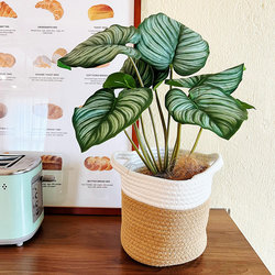 Loushujia Artificial Green Plant Small Indoor Potted Plant with Rattan Flower Stand Floor Decoration Nordic ins Internet-Famous Fake Plant