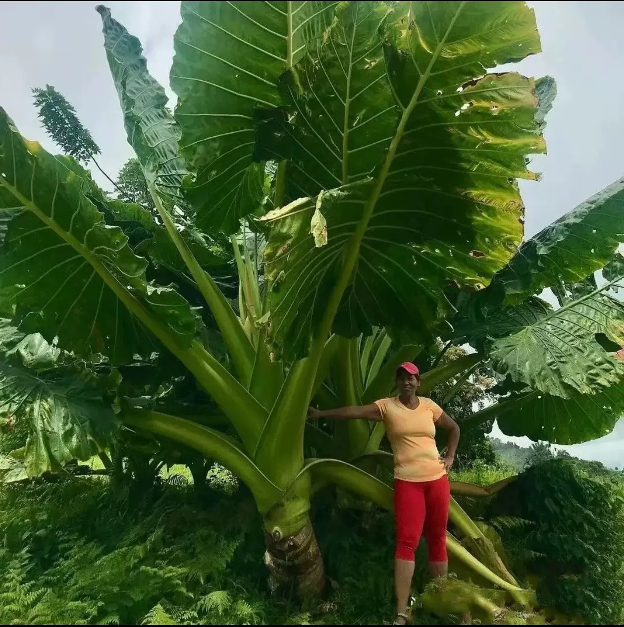 热带巨型海芋网红霸王芋大叶滴水观音室内外绿植净化空气造景盆栽