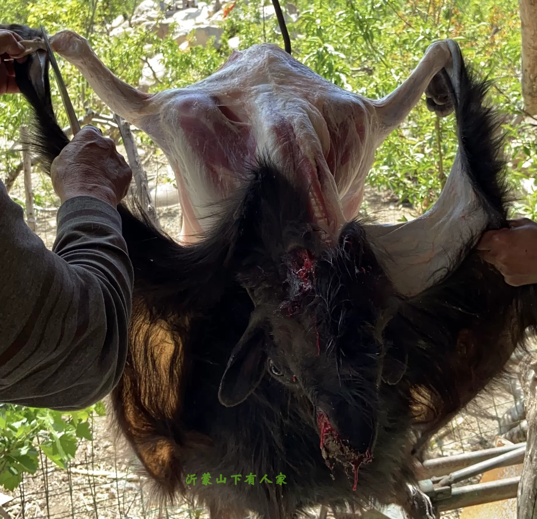 沂蒙山黑山羊肉500g散养黑山羊鲜肉羊排羊后腿肉