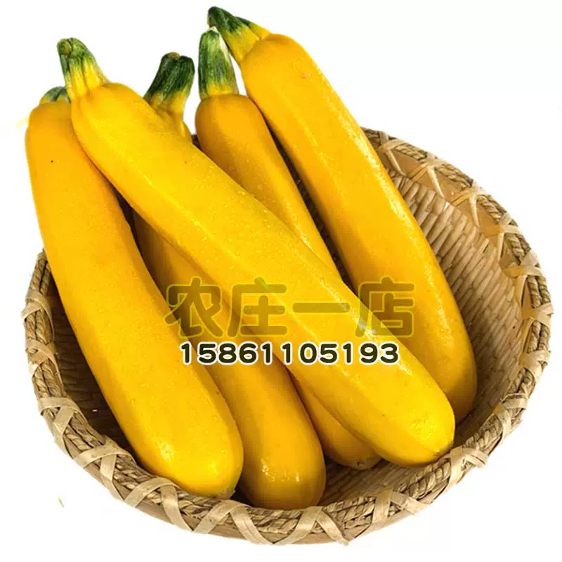 香蕉瓜种子金皮西葫芦种籽黄色节瓜家庭阳台耐热盆栽蔬菜瓜果种孑 Taobao 香蕉瓜种子金皮西葫芦种籽黄色节瓜家庭阳台耐热盆栽蔬菜瓜果种孑 Taobao