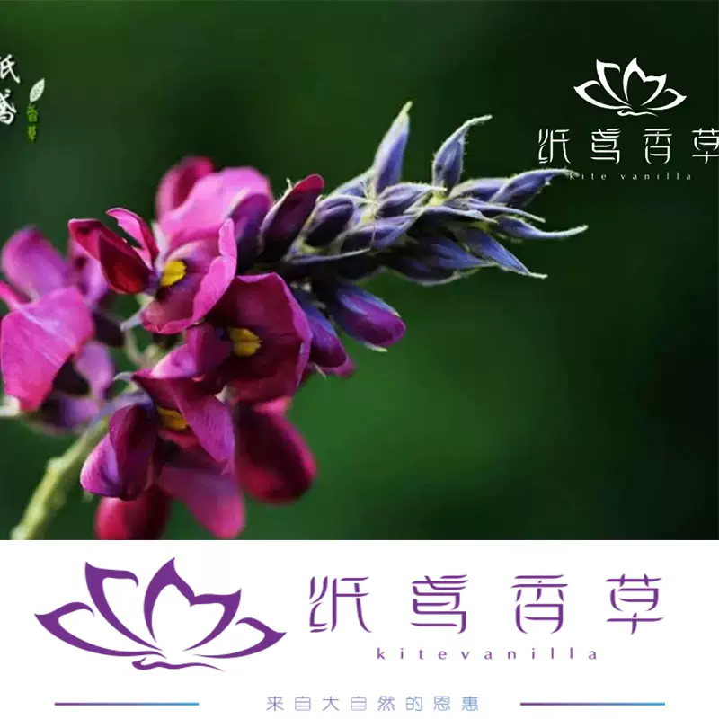 纸鸢香草葛藤花茶冲野生葛藤花葛花茶解jiu泡茶葛根