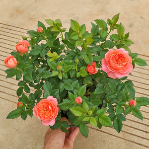 
Diamond rose small rose potted plant with buds for all seasons balcony good flowering open-air flower juice balcony