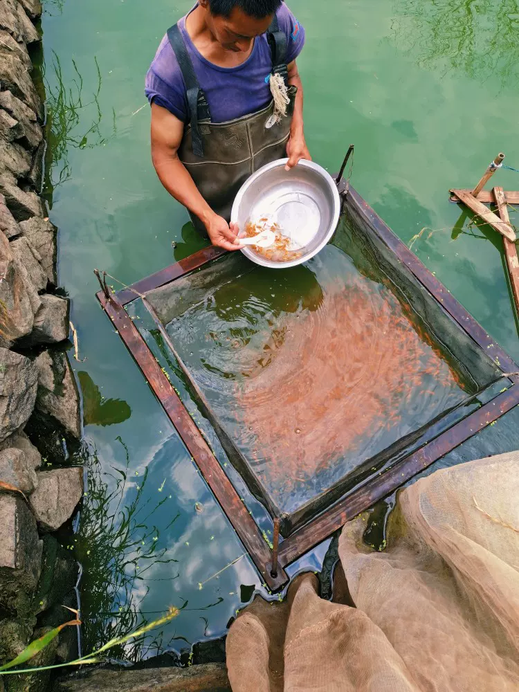 婺源荷包红鲤鱼苗夏花苗鱼场产地直发电量大价