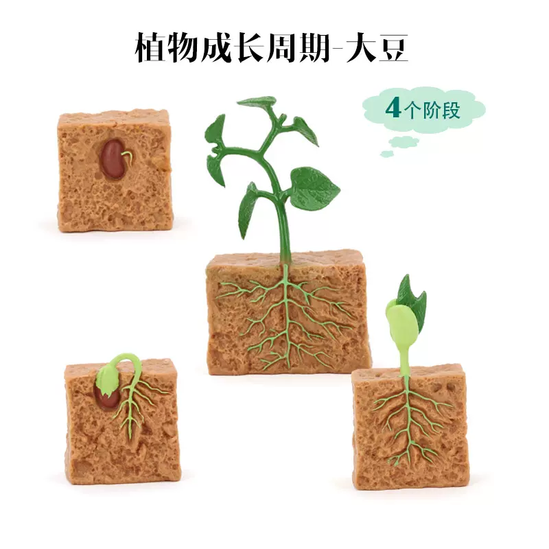 仿真動物植物生長過程模型種子大豆成長週期兒童早教科教玩具