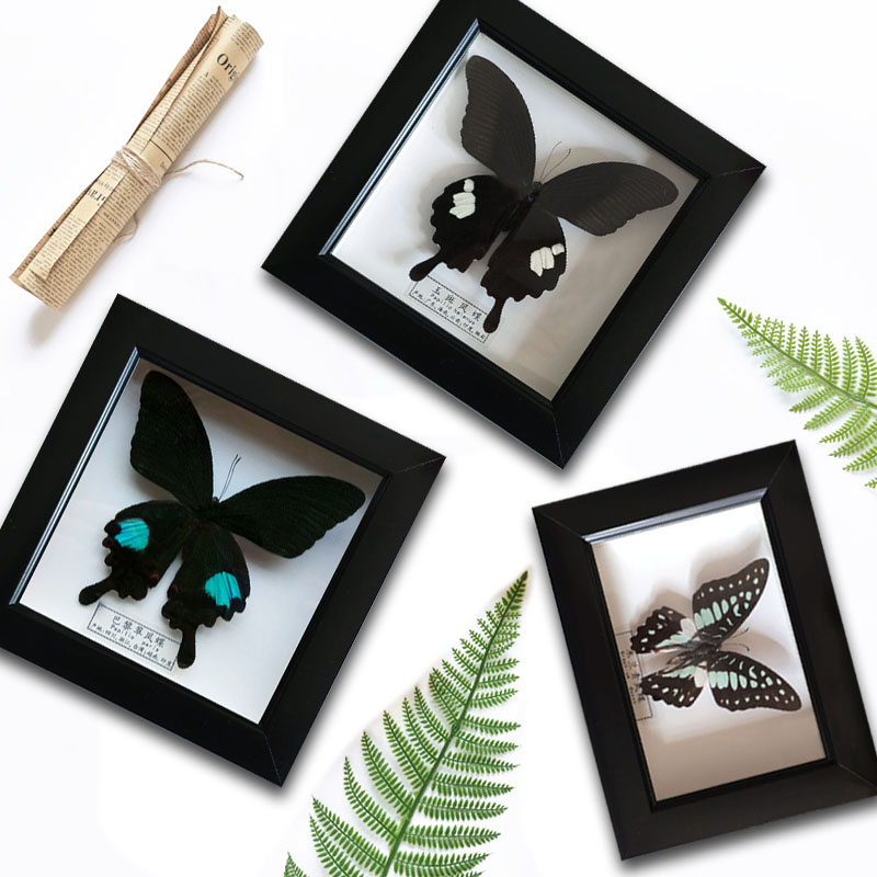 蝶の標本５種類　木製フレーム 蝶の標本5種類 木製フレーム 蝶の標本5種類 木製フレーム