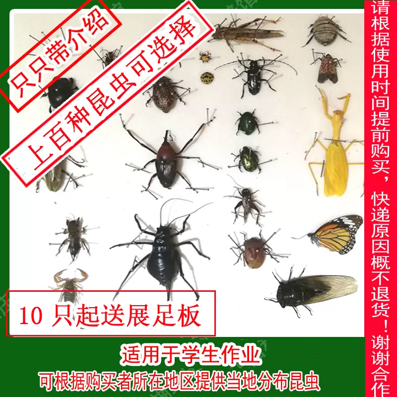 昆虫标本酒精浸泡湿虫蜻蜓蝴蝶锹甲蜂科学实验品生物教具学生作业 - Taobao