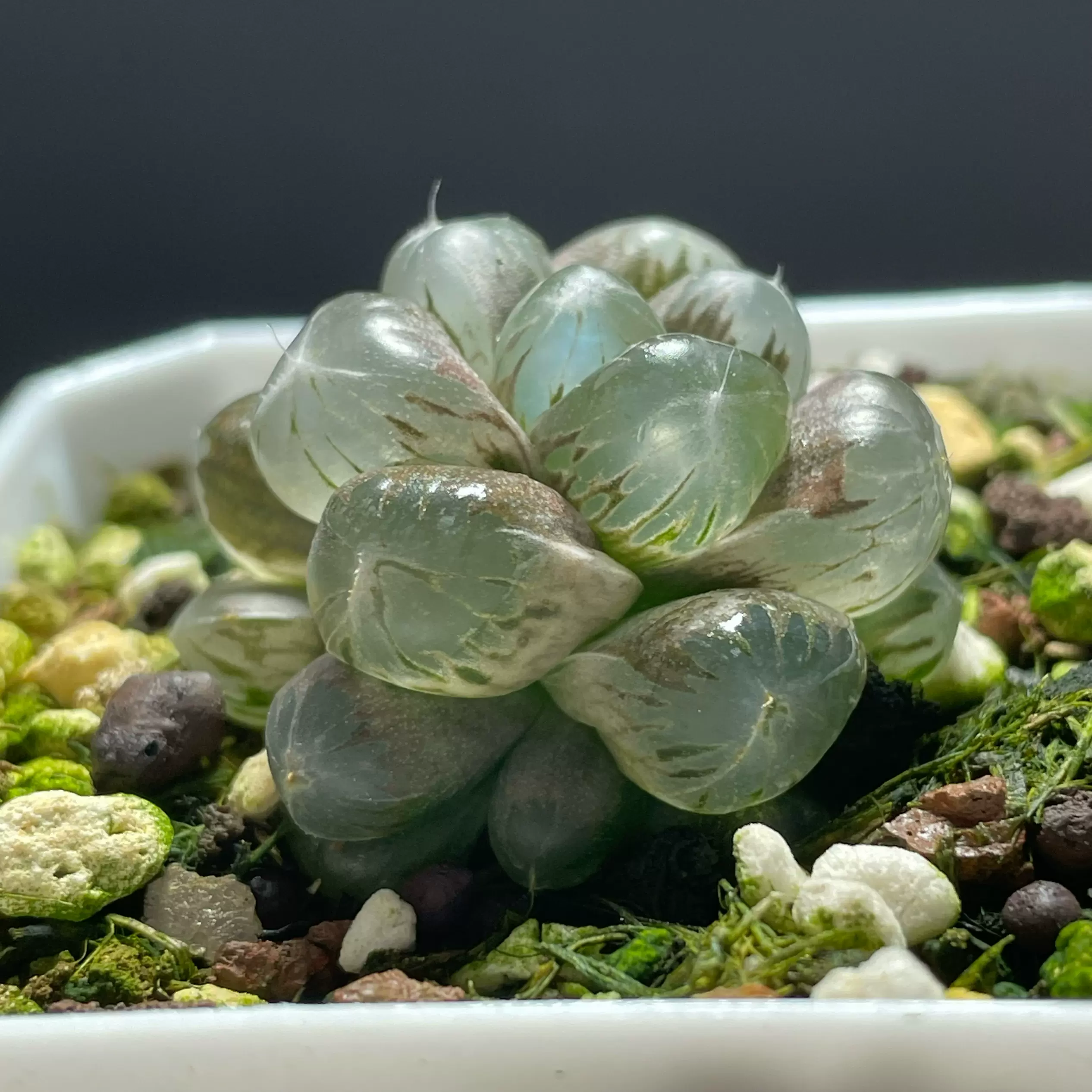 特选冰肌骨全透窗十二卷多肉植物小盆栽实物拍摄可选一物一拍