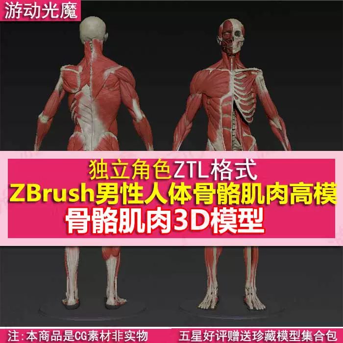 ZBrush模型男性人体骨骼肌肉医用雕刻高质量模型起始模型MZ_07