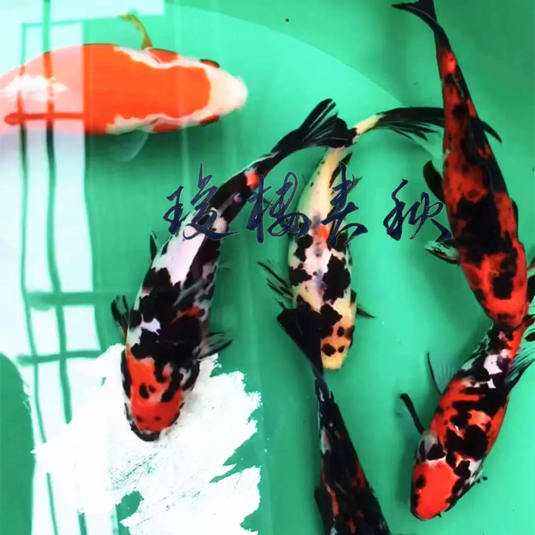 琼楼金鱼布里斯托朱文金长尾燕尾草金重墨五