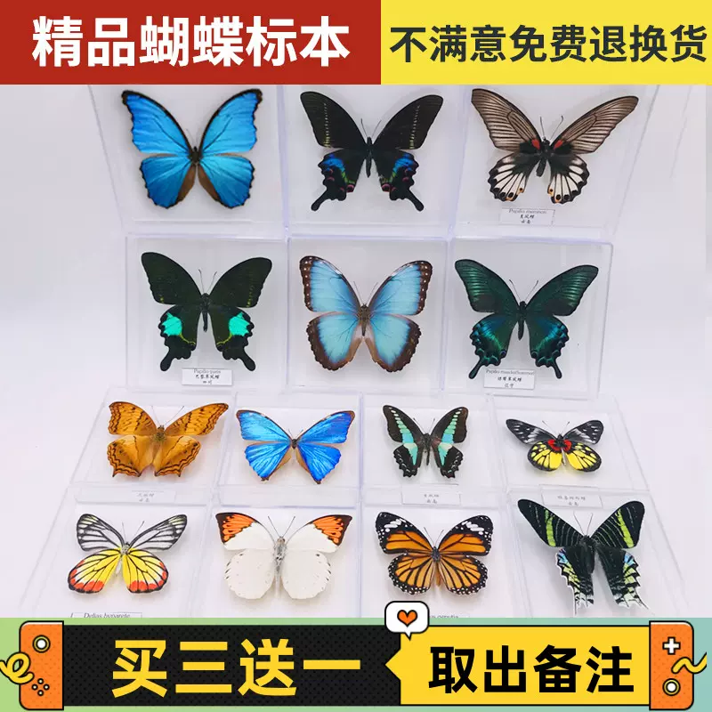 蝶仙子蝴蝶标本摆件真蝴蝶昆虫标本展翅学生创意生日礼品透明盒装-Taobao