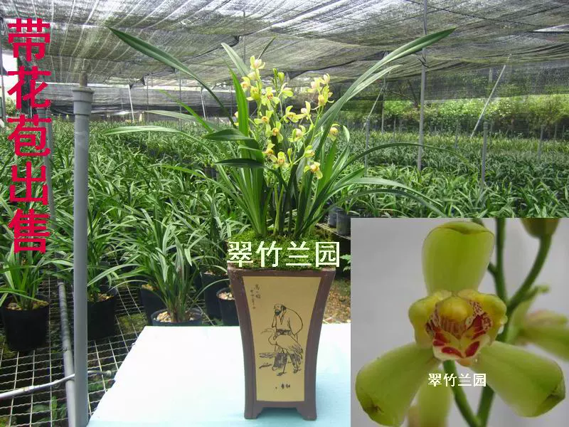 建蘭梅瓣一品梅蘭花蘭花苗花卉綠植盆栽室內植物翠竹蘭園 Taobao