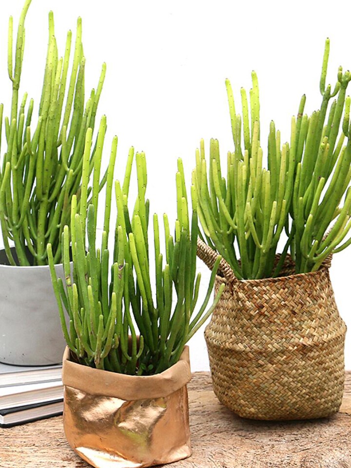 金叶子花卉光棍树多肉净化空气