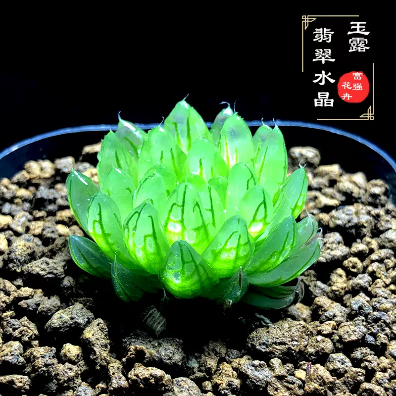 富强花卉翡翠水晶玉露多肉植物晶莹剔透窗美透亮十二卷一