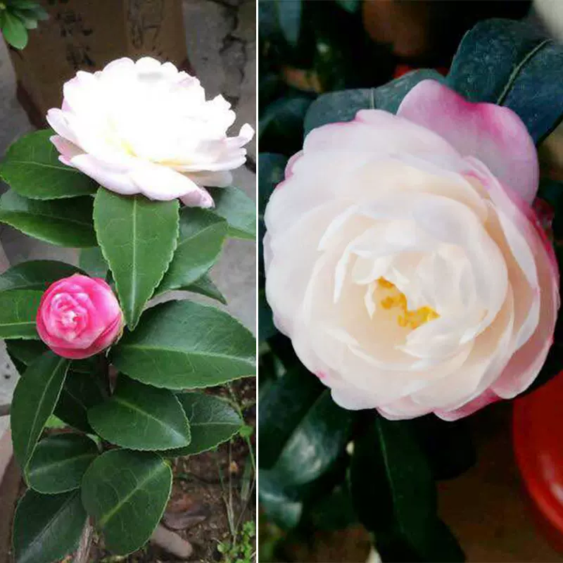 日本朝仓茶梅山茶花盆栽树苗名贵进口花苗稀有茶花品种 日本朝仓茶梅山茶花盆栽树苗名贵进口花苗稀有茶花品种