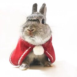 Rabbit Clothes Christmas Mini Skirt Cape Cloak Bunny Princess Costume Decorations Cat Clothing Clothes