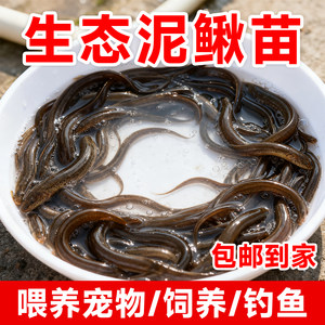 Loose seedlings Freshly fed pets fishing arowana live bait Turtles Feming loach breeding freshwater ornamental fish fishing