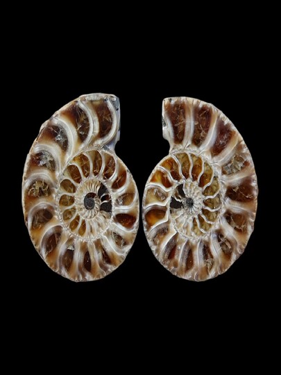 自然古生物学のウニ、ヒトデ、三葉虫 - 化石スライス 2656