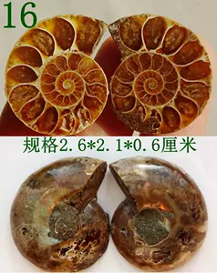 color screw fossils Latest Authentic Product Praise Recommendation | Taobao  Malaysia | 彩螺化石最新正品好评推荐- 2024年12月| 淘宝马来西亚