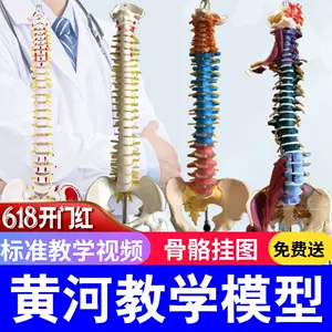 人体脊椎- Top 1000件人体脊椎- 2024年5月更新- Taobao