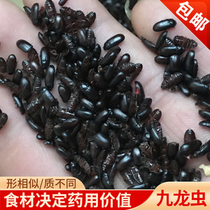 Passed authentic Kowloon Worm Living longevity wormworm Pet high -end medicinal material feeding