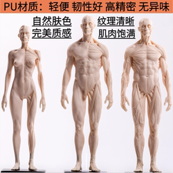 Painting Copying Human Body Sculpture Human Body Structure Cg Reference Model Artistic Human Musculoskeletal Model Art