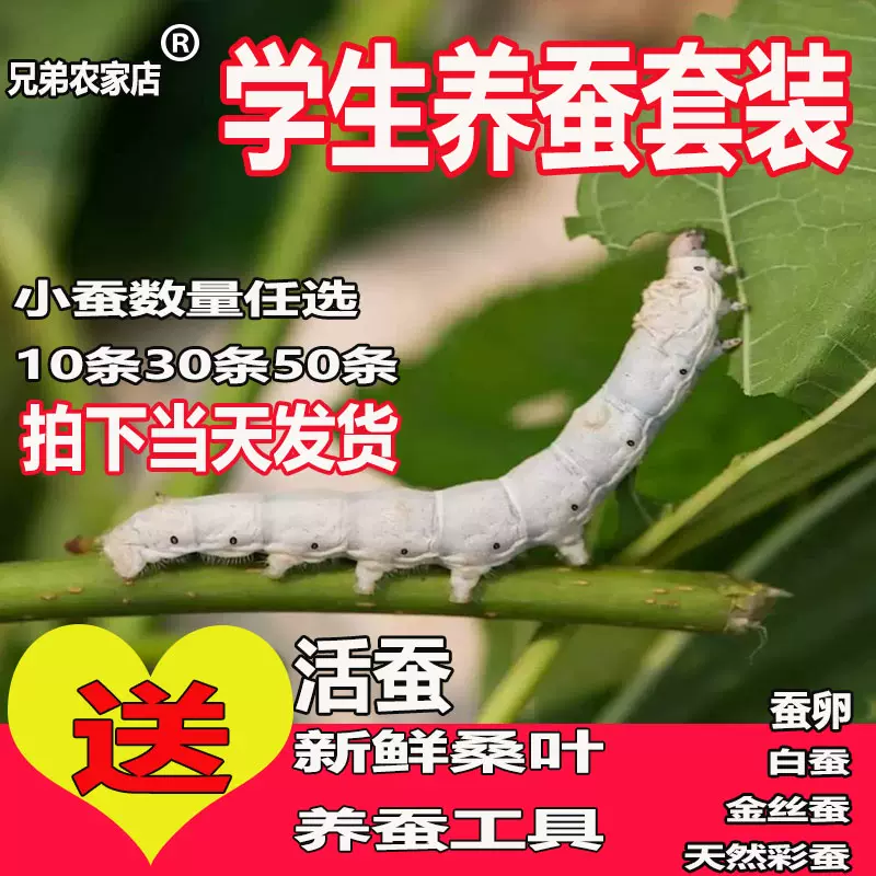 蚕宝宝活体幼虫蚕子蚕卵蚕种嫩桑叶新鲜春蚕天然金丝学生养蚕套装 Taobao