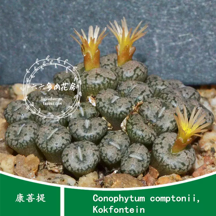 高速配送 Rugosum Conophytum 種子10粒 Pink コノフィツム 多肉種子 Flower サボテン 多肉植物 Agendasbarrionuevo Com