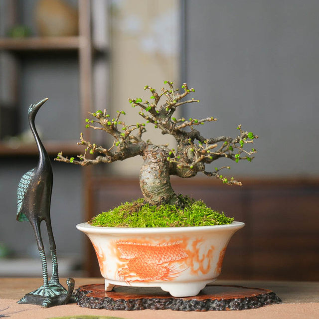 Orphan small-leaf elm, old piles, miscellaneous wood skeletons, plump high-end bonsai decoration, easy-to-grow plants, green plants for the home, easy to care for