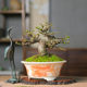 Orphan small-leaf elm, old piles, miscellaneous wood skeletons, plump high-end bonsai decoration, easy-to-grow plants, green plants for the home, easy to care for