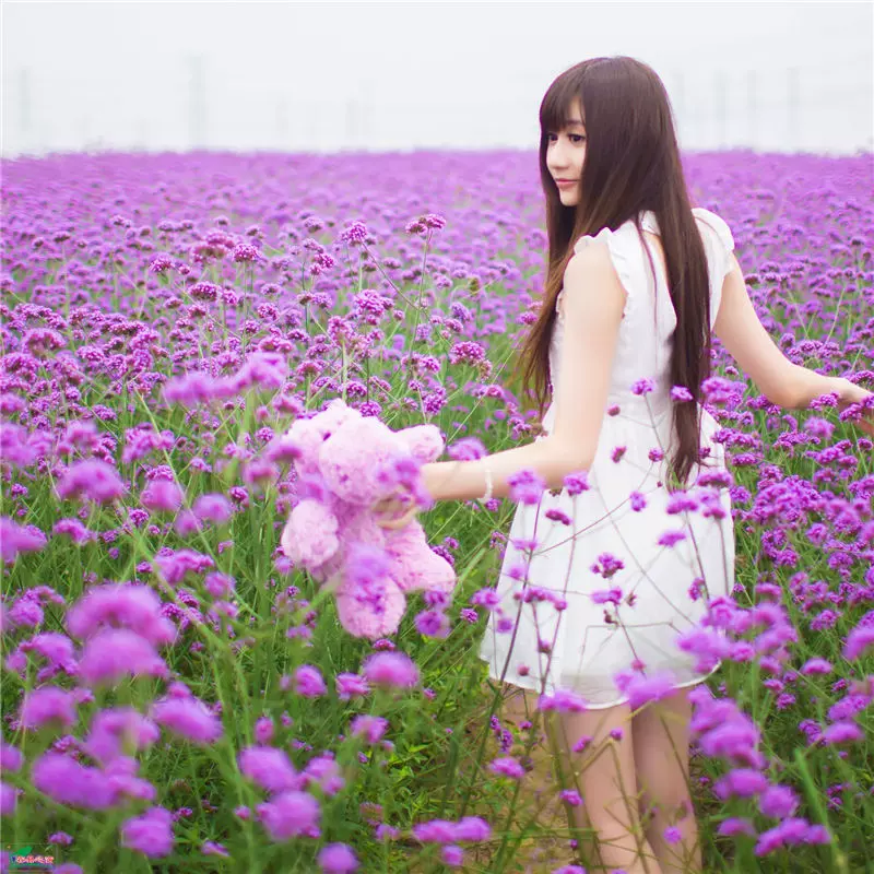 柳叶马鞭草种子多年生宿根草花种子景观绿化花海婚纱摄影观