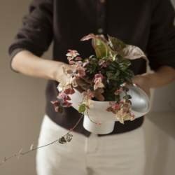 Colorful niche green bonsai maintenance in all seasons