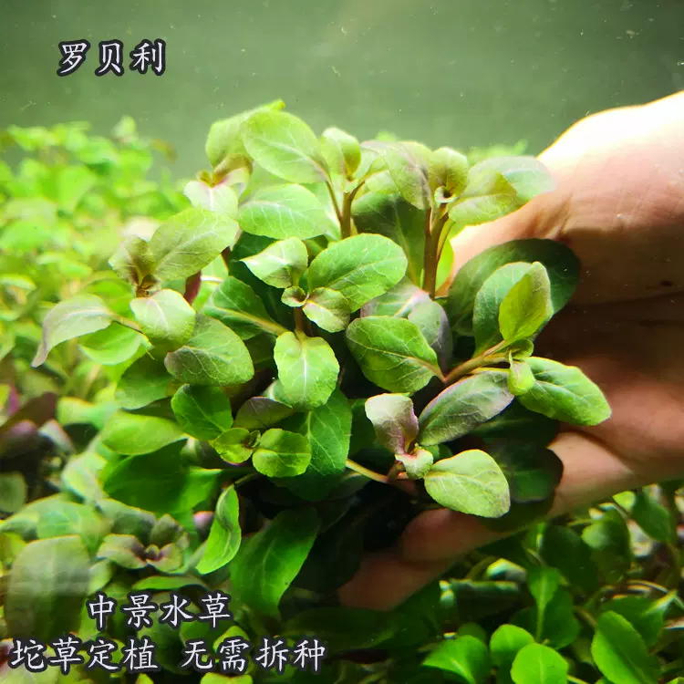 淡水鱼缸活体热带懒人造景水草罗贝利坨草中前景